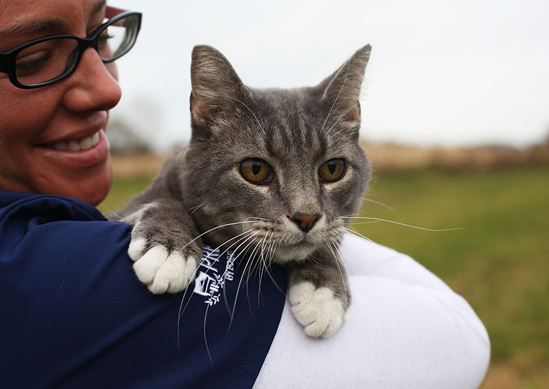 Carousel Slide 1: Cat Veterinary Care in Iowa City