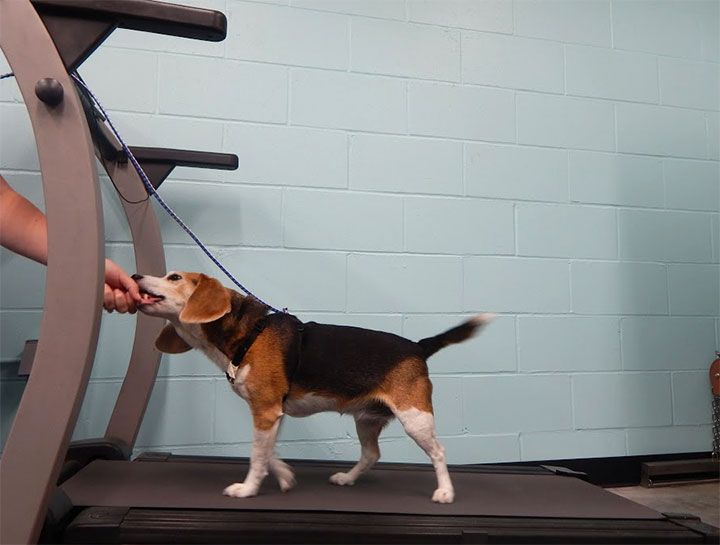 $City Pet Physical Therapy